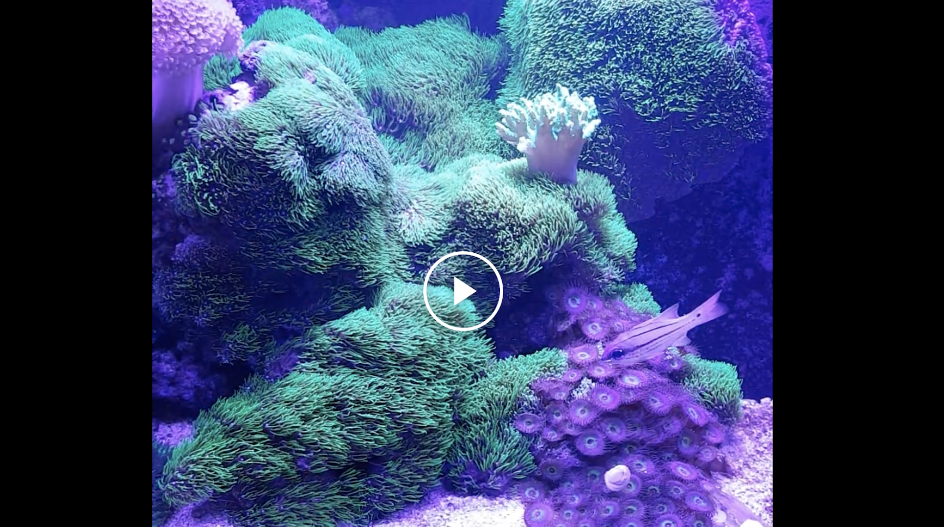 A video showing a saltwater aquarium with vibrant green and purple corals under blue lighting.